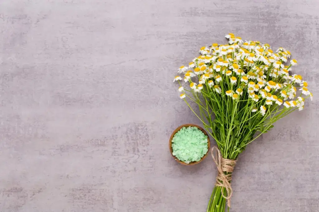 Chamomile aromatherapy theme , handmade cosmetic. space for textessential and medical flowers herbs