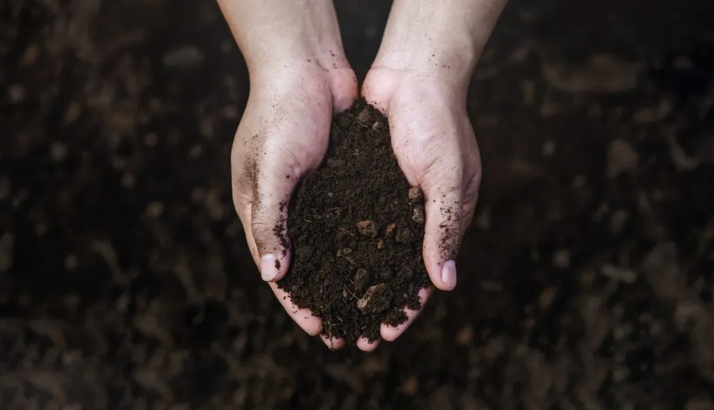 Farmer's hand checking soil health before planting in organic farm. Agriculture, soil quality